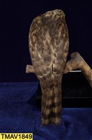 鳳頭蒼鷹藏品圖，第10張